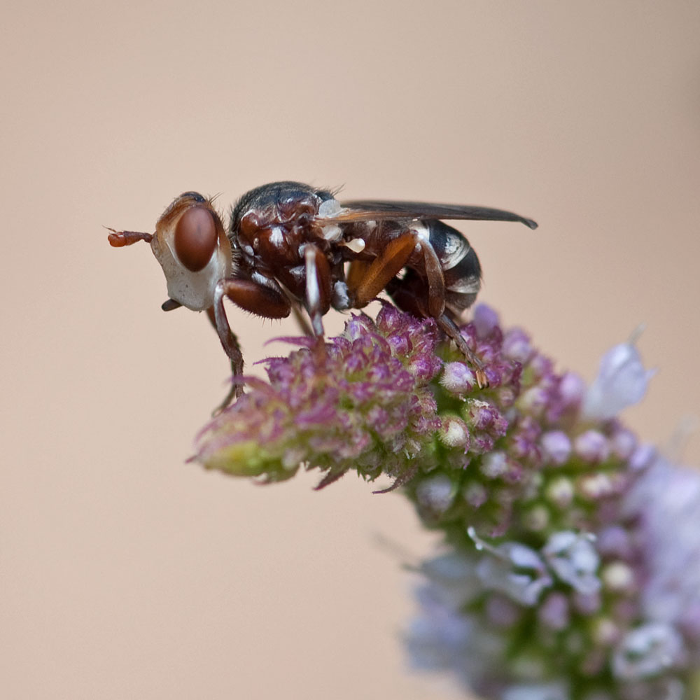 Myopa fasciata